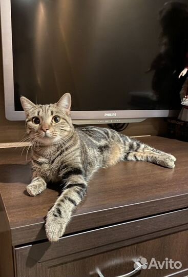 Передержка кошек