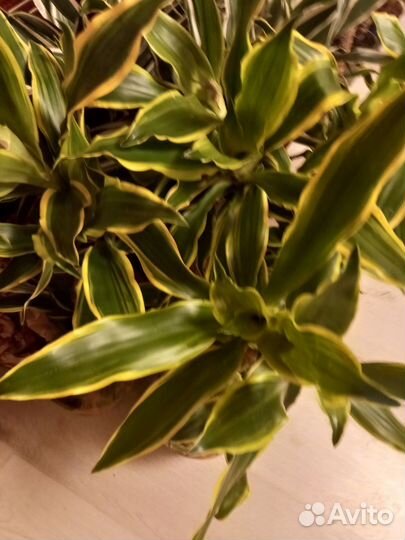 Драцена желтая 17/75см