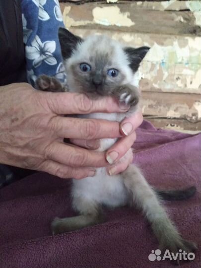 Котята в добрые руки бесплатно