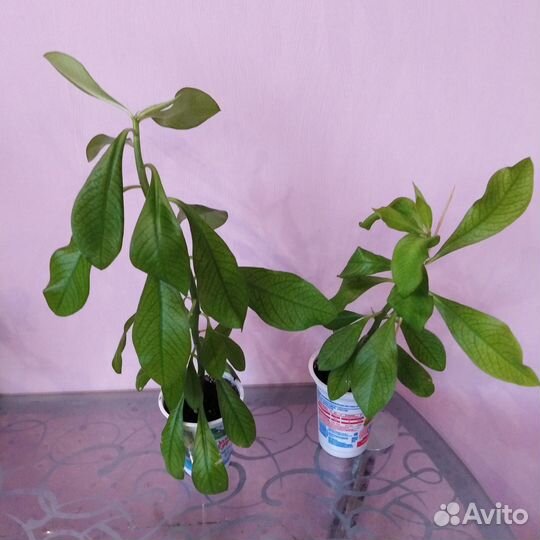 Комнатные растения