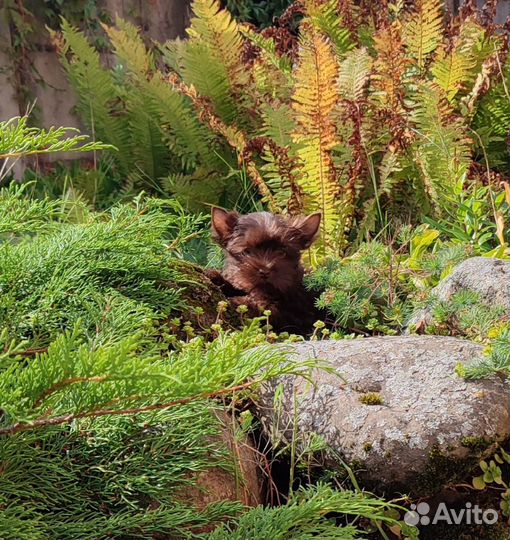 Шоколадный йорк