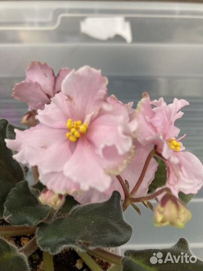 Фиалка ват Сердечко