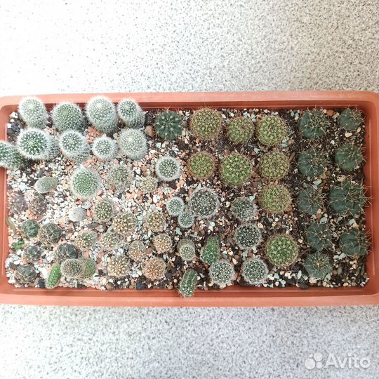 Кактусы коллекционные,микс