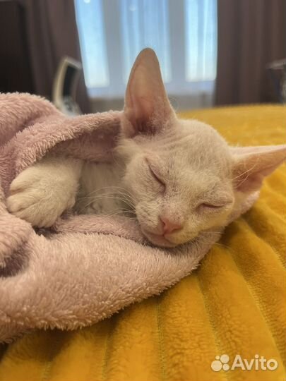 Донской сфинкс котята велюр