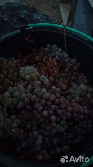 Виноград