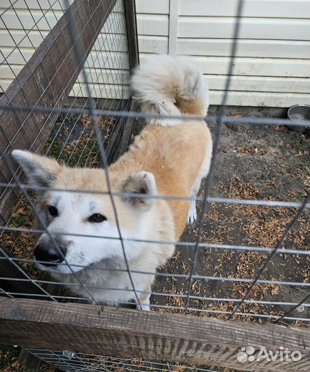 Собака акита ину