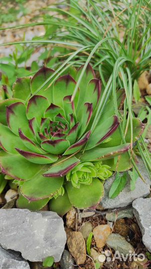 Кактусы и суккуленты