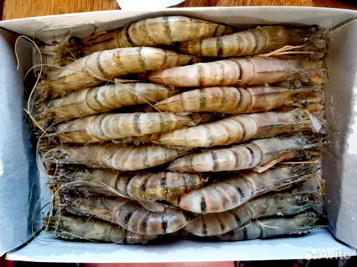 Тигровая чёрная креветка, размер 16/20