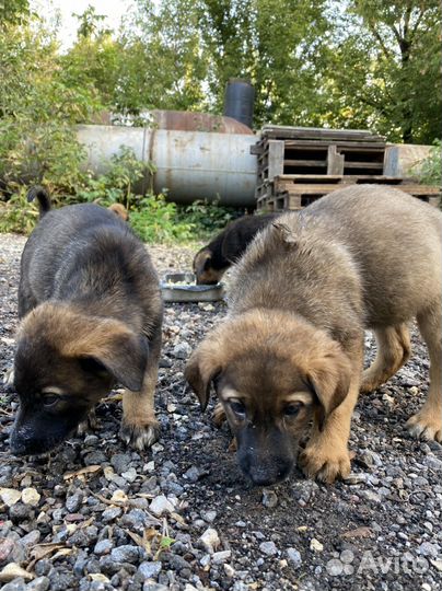 Щенки