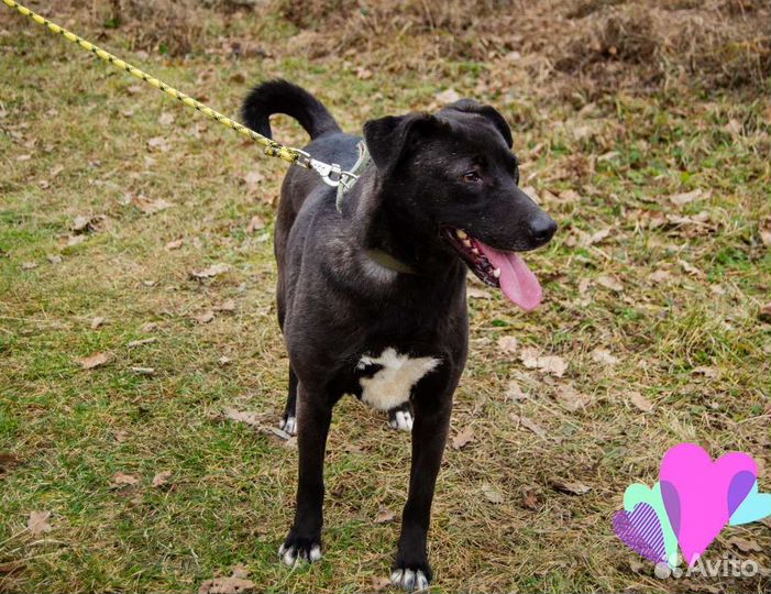 Собака Юна, 4 года, охранница