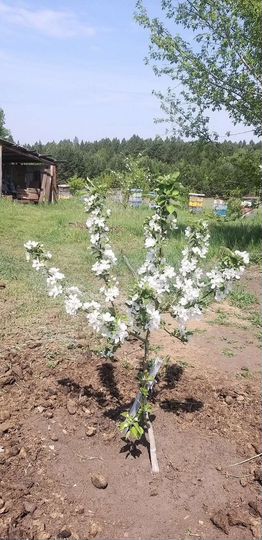 Участок 14 га (СНТ, ДНП)