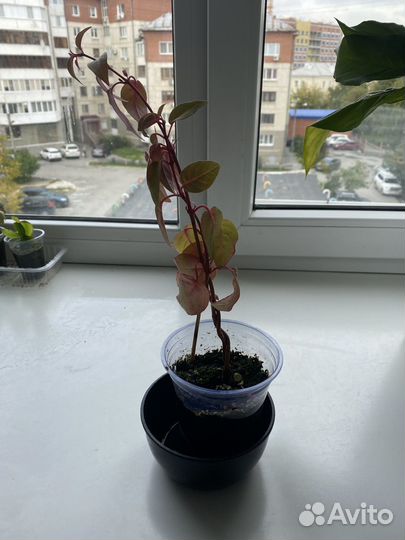 Домашние растения