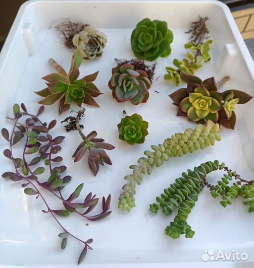 Редкие суккуленты