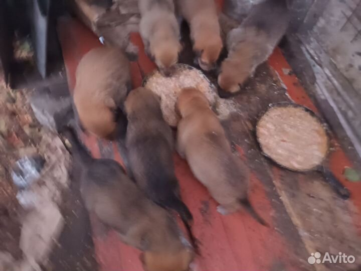 Алабайчики