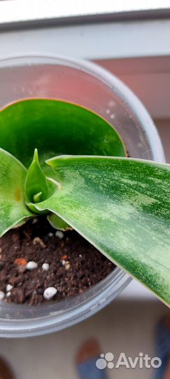 Сансевиерия Аубрутиана драгон(дракон)