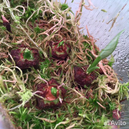 Алоказия Синуата клубни