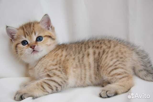 Британские золотая шиншилла котята