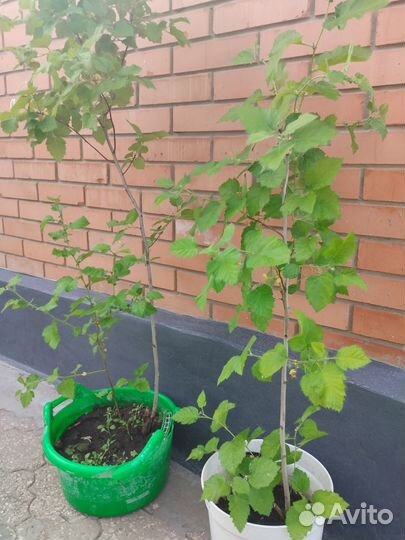 Саженцы боярышника