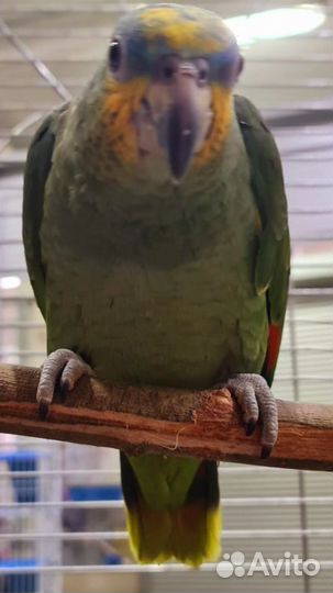 Амазон Венесуэльский