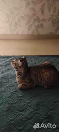 Котёнок девочка