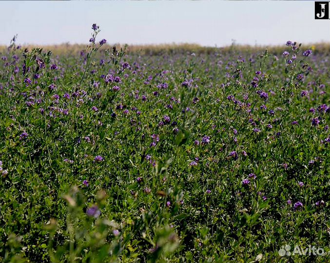 Семена люцерны сорт Вега-87 от производителя