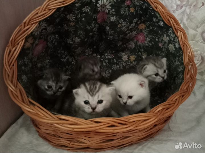 Шотландские котята