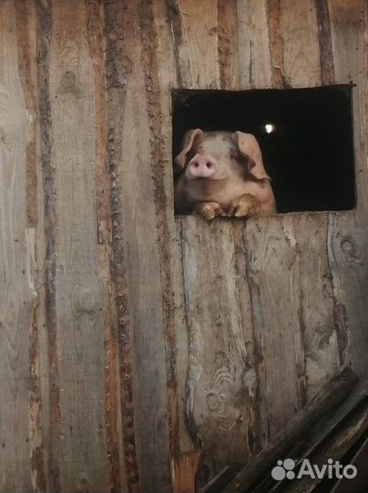 Овцы Бараны Козлята Свиньи Поросята Гуси Утки