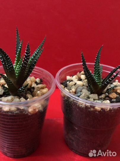 Суккуленты