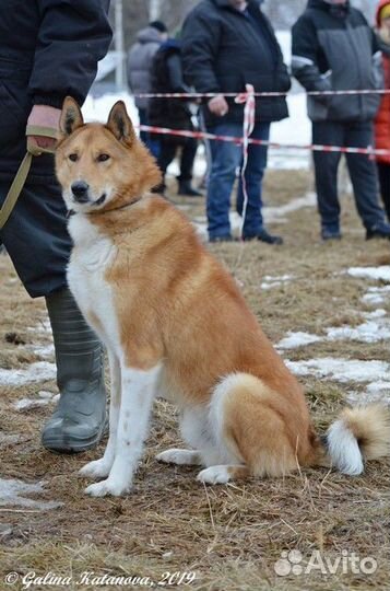 Кобель для вязки