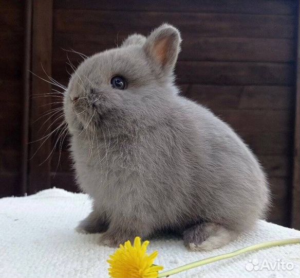 Декоративные Кролики Baby из Питомника, Привитые
