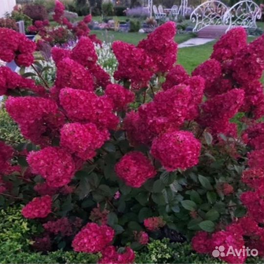 Гортензия Самарская Лидия