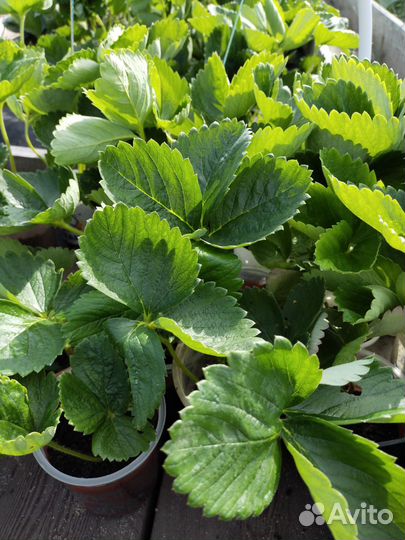 Саженцы клубники