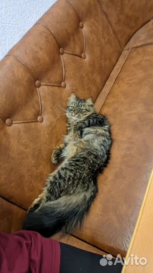 Котенок в добрые руки