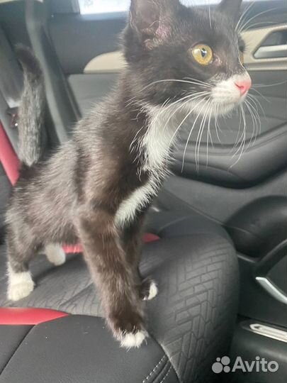 Котенок ищет заботливых родителей