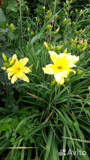 Лилейники сортовые