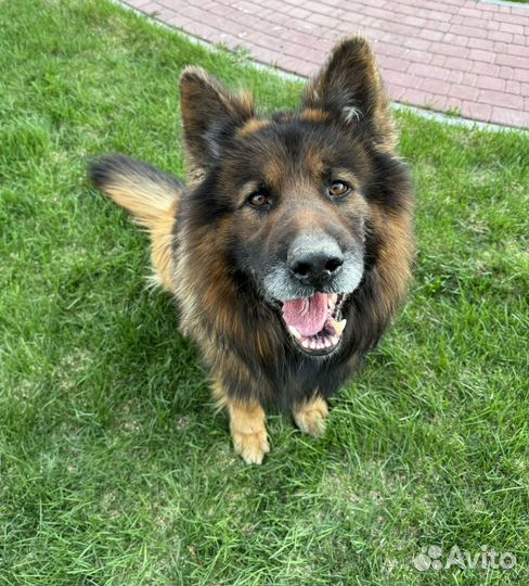 Кобель немецкой овчарки для вязки
