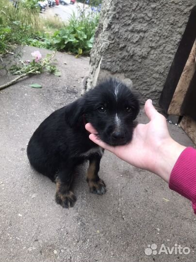 Отдам в хорошие руки щенка