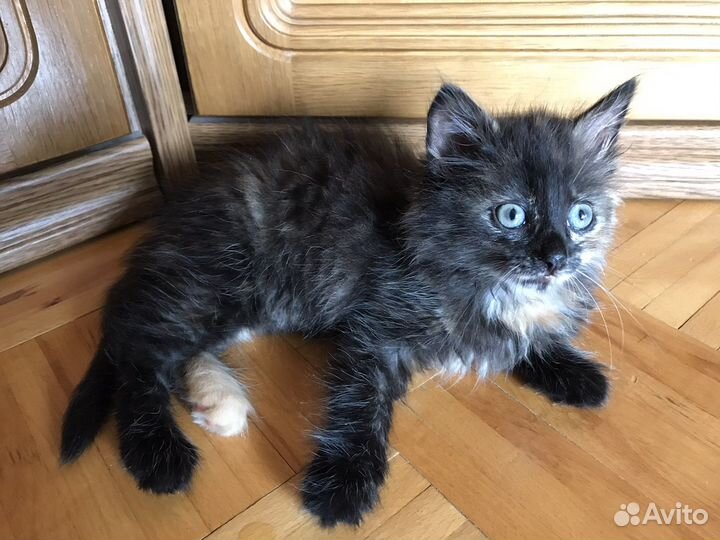 Черный котенок девочка