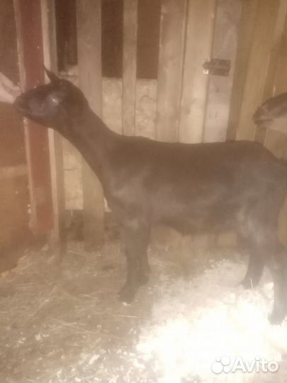 Козочка 4 месяца