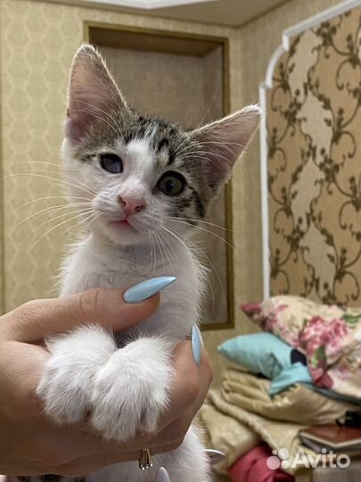 Котенок средней пушистости