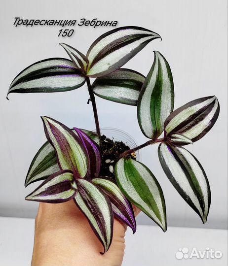 Комнатные растения