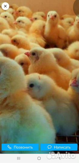 Гусята, утята, индюшата