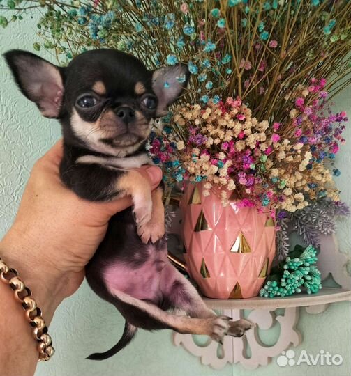 Эксклюзивный мальчик