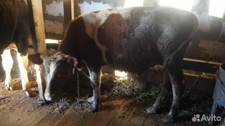 Продам быков