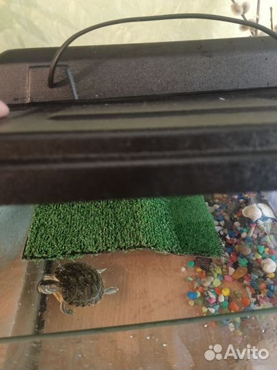 Аквариум с краснухой черепахой