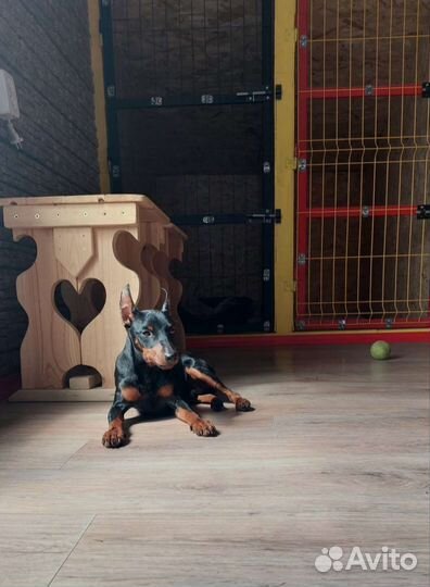 Зоогостиница для собак