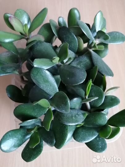 Крассула толстянка