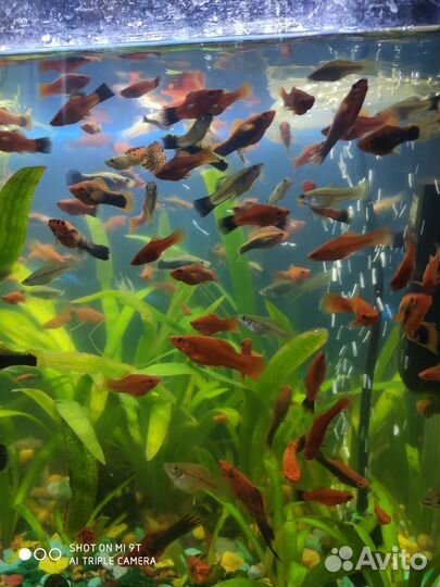 Аквариумные рыбки