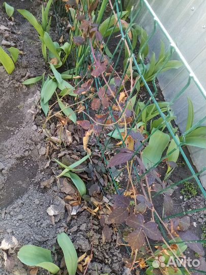 Ежевика без шипов