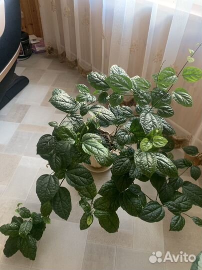 Комнатные растения